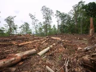 Managed Destruction New Economy of Nature: Deforestation, Emission Trading and Compensation