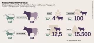 Grafik aus dem Fleischatlas 2018 zum Effizienzvergleich von Rindfleisch und Insekten Effizienzvergleich von Rindfleisch und Insekten im Fleischatlas 2018