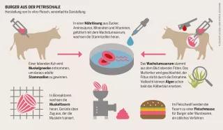 Infografik Herstellung von In-vitro-Fleisch Fleischatlas 2018: Burger aus der Petrischale