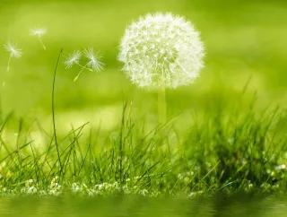Pusteblume auf grüner Wiese Pusteblume auf grüner Wiese