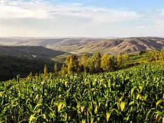 Landwirtschaft und Klimawandel sind eng miteinander verknüpft, und Böden enorme Kohlenstoffspeicher. Ein Feld in Ruanda