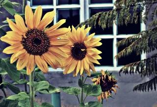 Sonnenblumen vor einem Haus