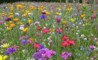 Bunte Blumenwiese Bunte Blumenwiese