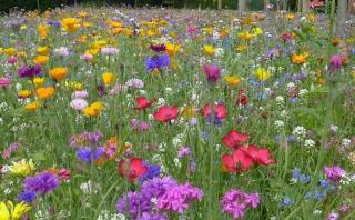 Bunte Blumenwiese