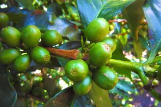 Der Fonds für Land Degradation Neutrality Kaffeeplantage in Kolumbien