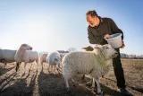 Regionalwert AG Berlin-Brandenburg Mann mit Schafen