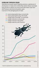 Gobbling through grain Graphic: Insect Atlas 12 - Gobbling through grain