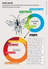 Dying inside Graphic: Insect Attlas 46 - Dying inside