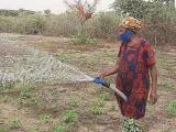 Senegal: Frau besprengt landwirtschaftliches Feld mit Wasser Senegal: Frau besprengt landwirtschaftliches Feld mit Wasser