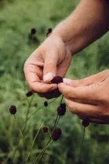 Zwei Hände berühren mit den Fingerspitzen ein Blüte