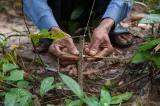 Naturschutzgebiet von Keo Seima im äußersten Osten Kambodschas 