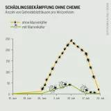Pro Quadratmeter wachsen 600 Halme, auf denen Marienkäfer Blattläuse fressen können. Pestizide töten und verjagen diese Nützlinge Pestizidatlas Infografik: Anzahl von Getreideblattläusen pro Weizenhalm
