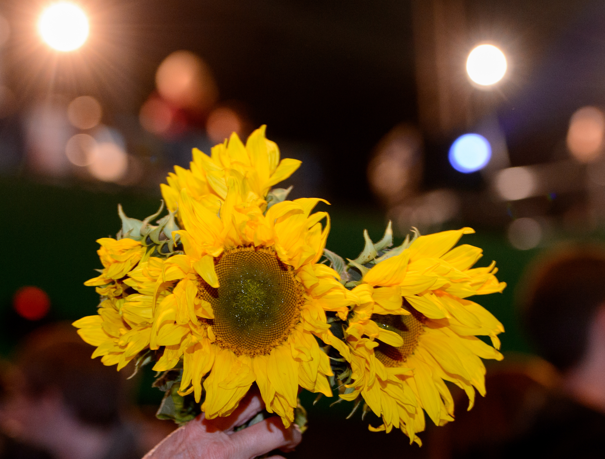 Sonnenblumen Sonnenblumen
