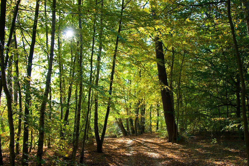 Wald bei Waren in Mecklenburg-Vorpommern Wald