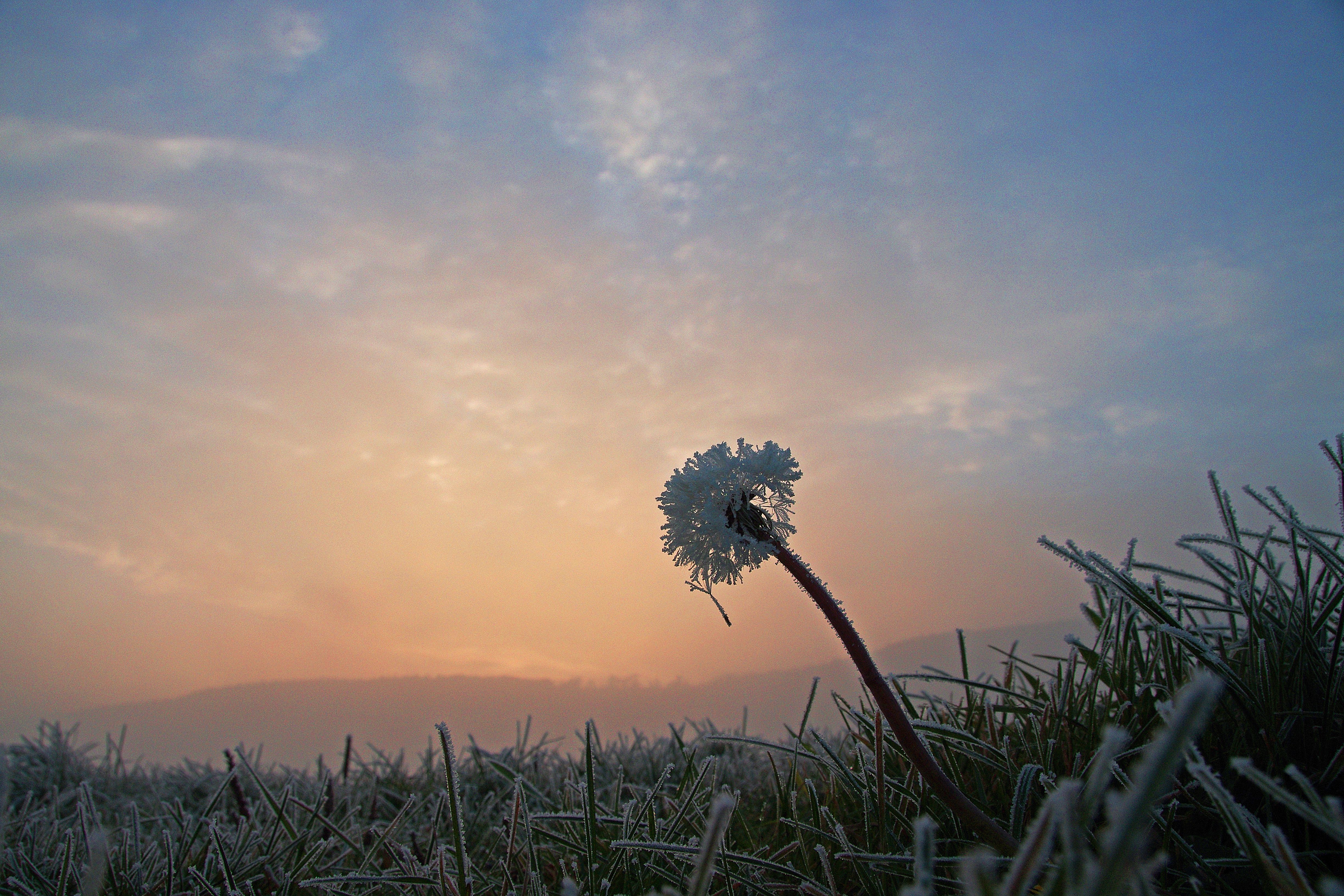 Gefrorene Pusteblume