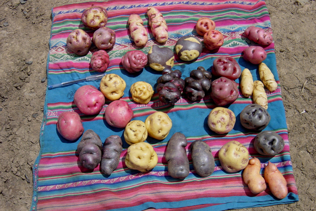 Different potato varieties in the Potato Park