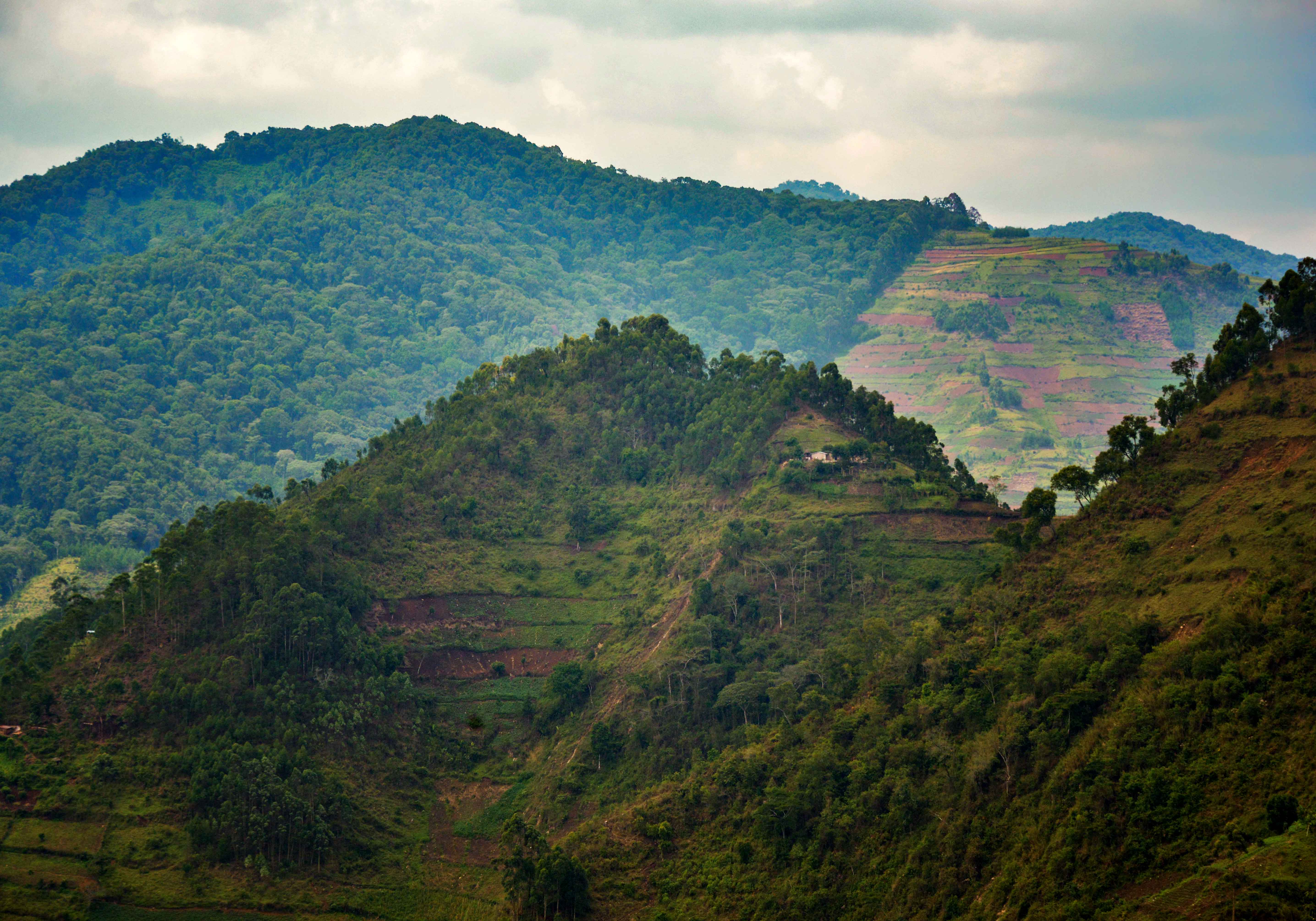 Habitat Destruction, Uganda Destroyed forest in Uganda