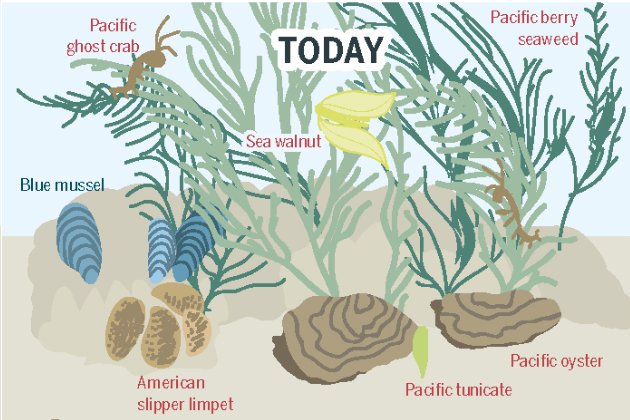 From the Ocean Atlas – The Blue Mussel and Its Neighbors in the Continually Submerged Area of the Wadden Sea Infographic from the Ocean Atlas – The Blue Mussel and Its Neighbors in the Continually Submerged Area of the Wadden Sea