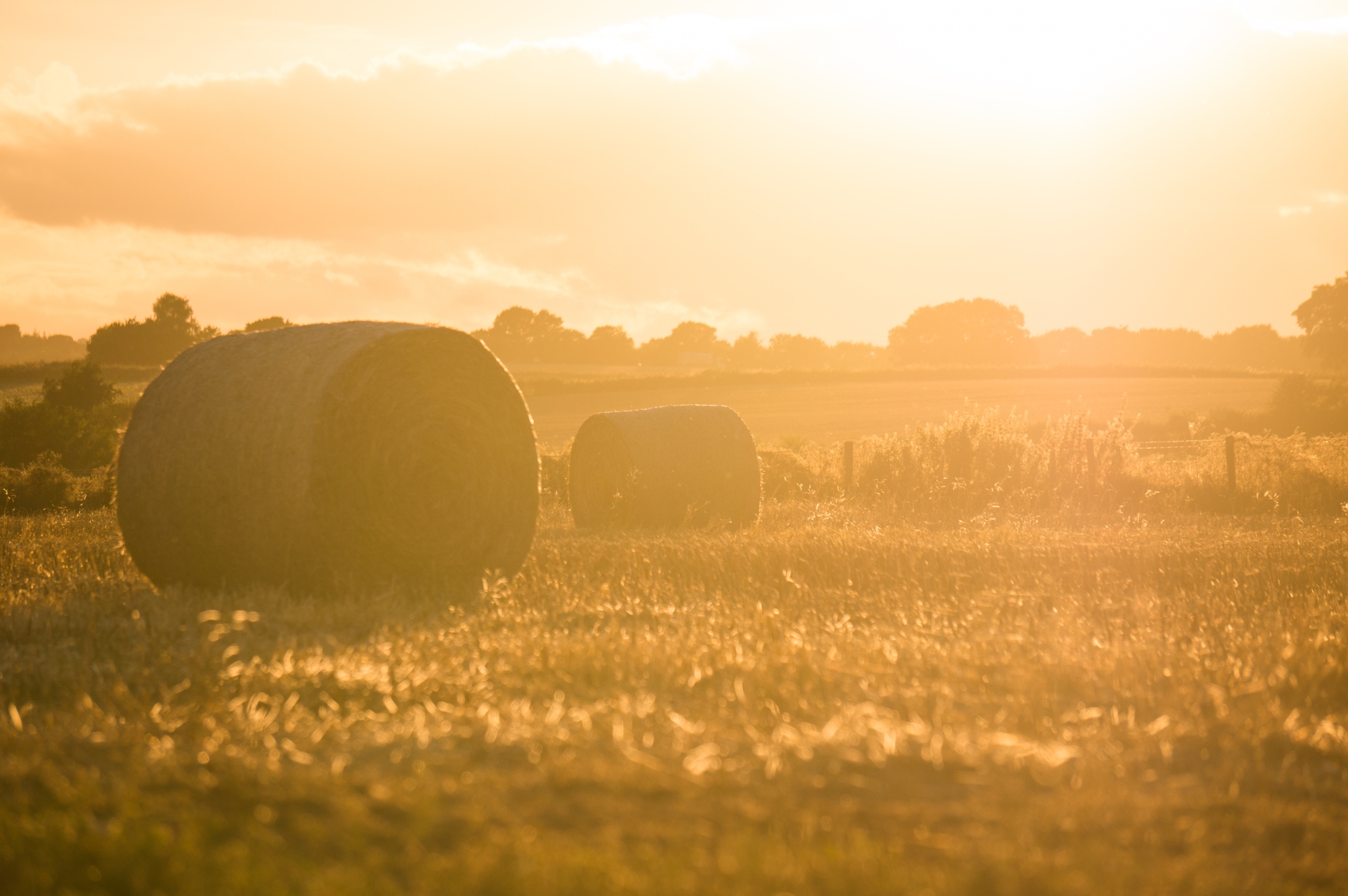 The food that we eat plays a big role in the search for solutions to climate change. Field in the morning sun.