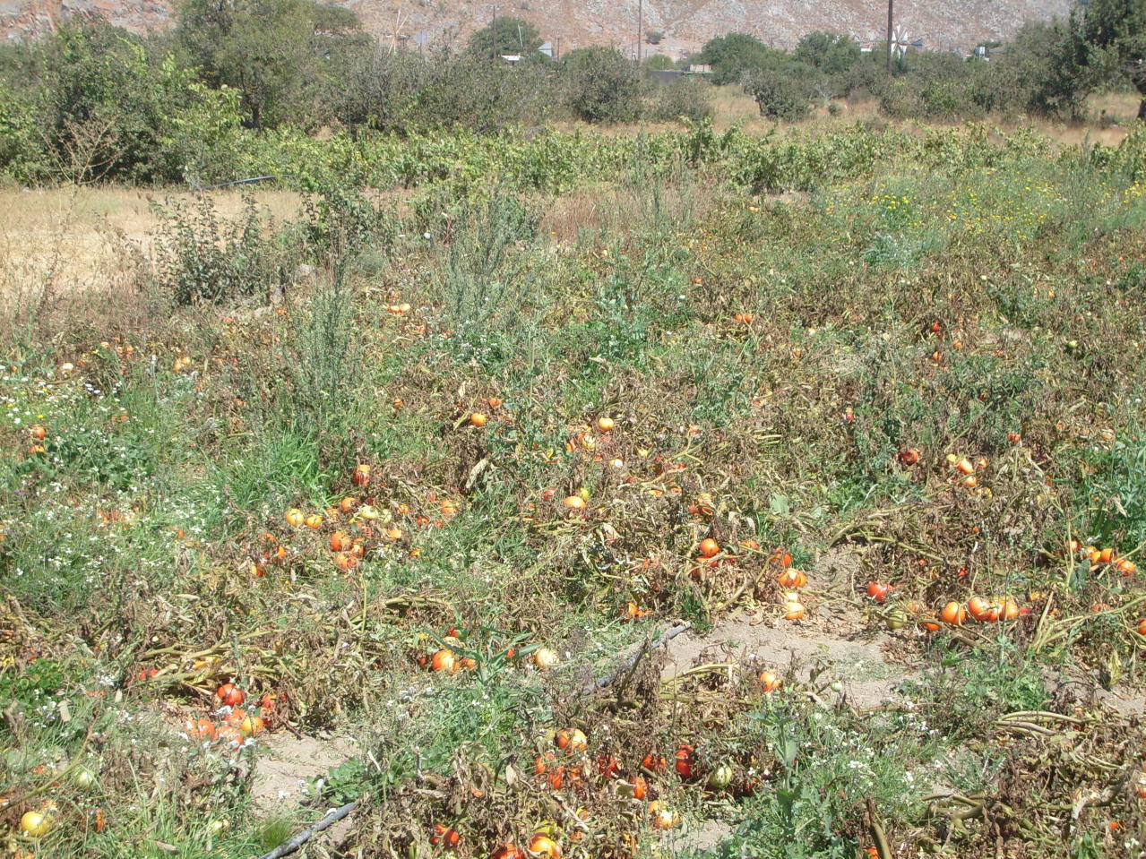 Tomatenfeld Tomatenfeld in Griechenland