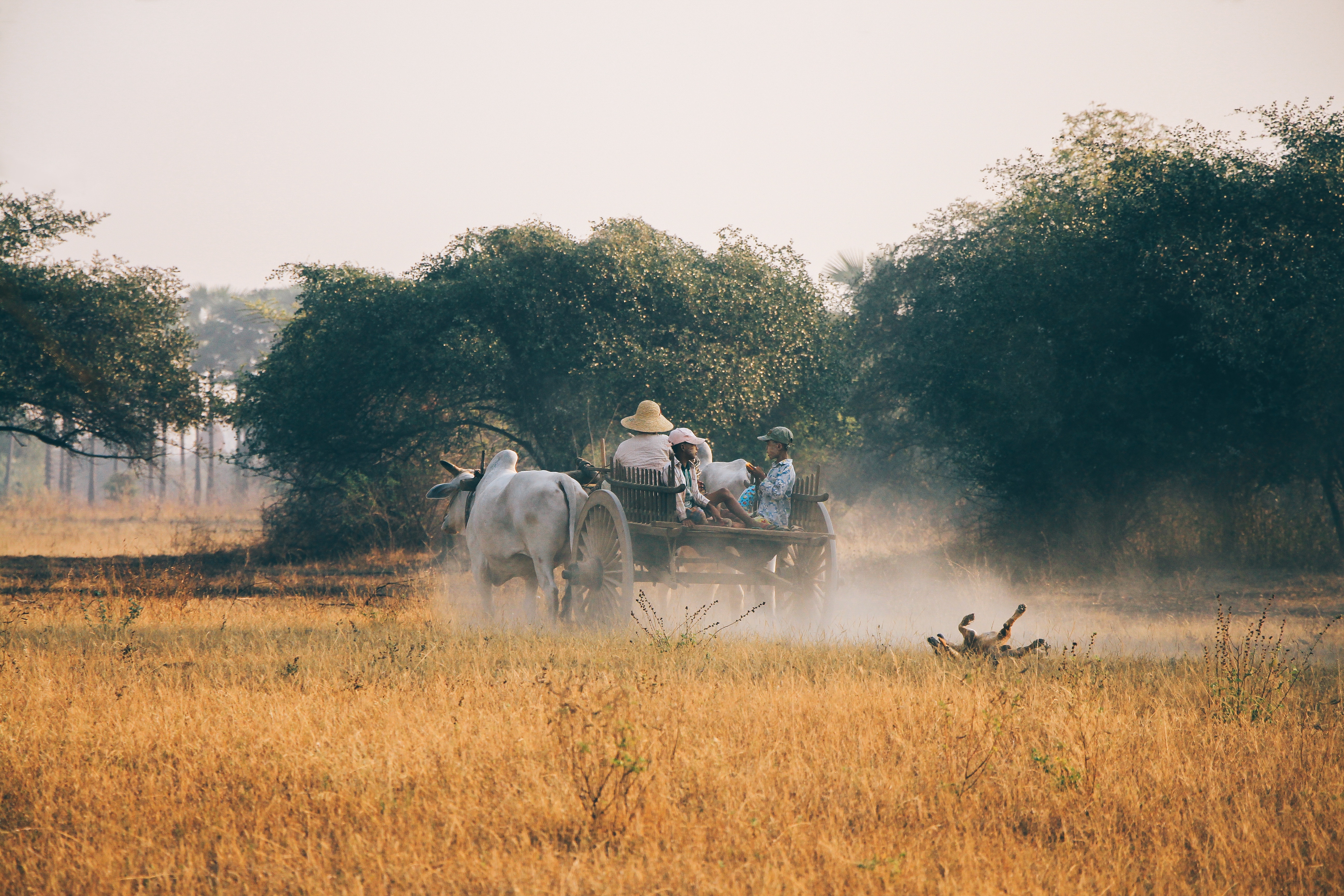 Landwirtschaft in Myanmar Ein Karren fährt in Myanmar über ein Feld