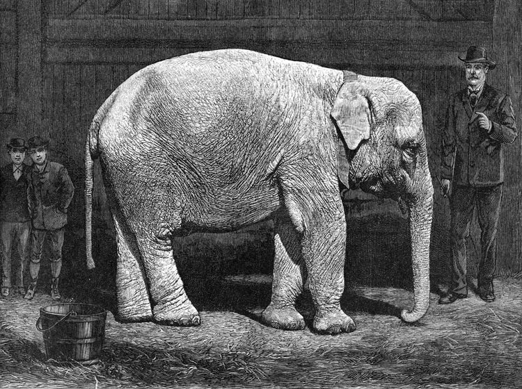 Integrationsgipfel - Weißer Elephant