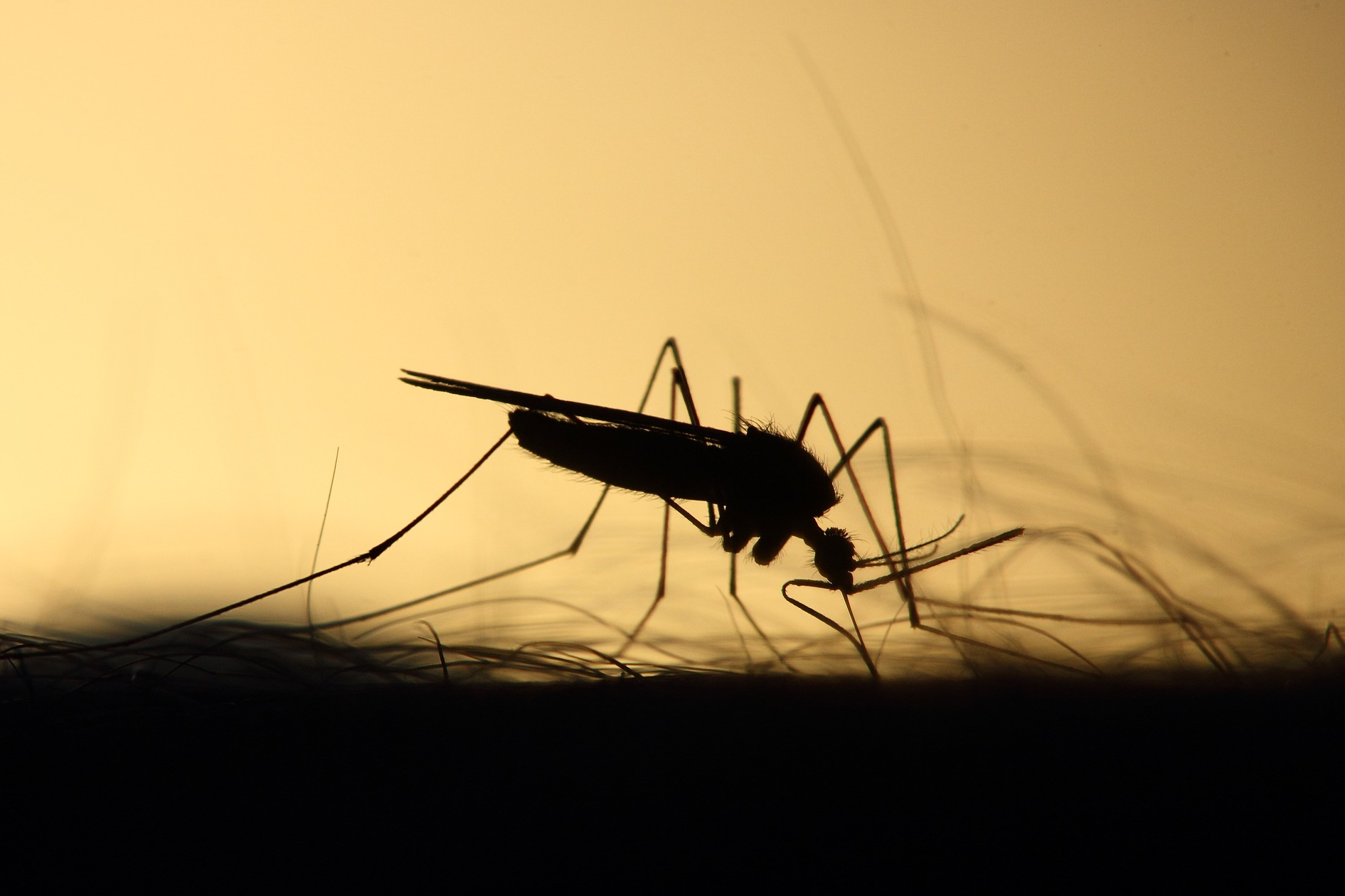 Cutting Corners on Consent Mosquito Cutting Corners on Consent, Picture: Mosquito stings Silhouette