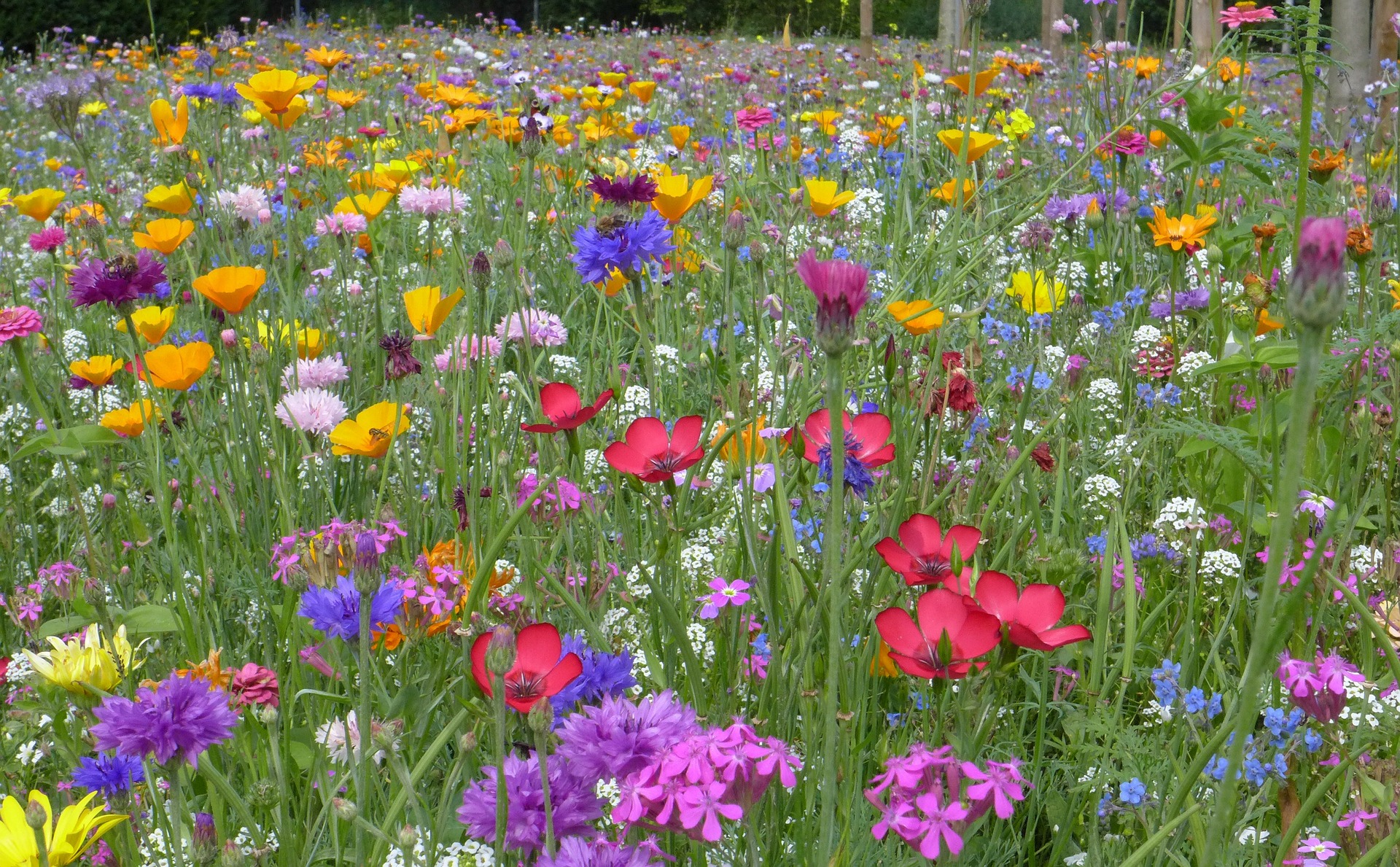Bunte Blumenwiese Bunte Blumenwiese